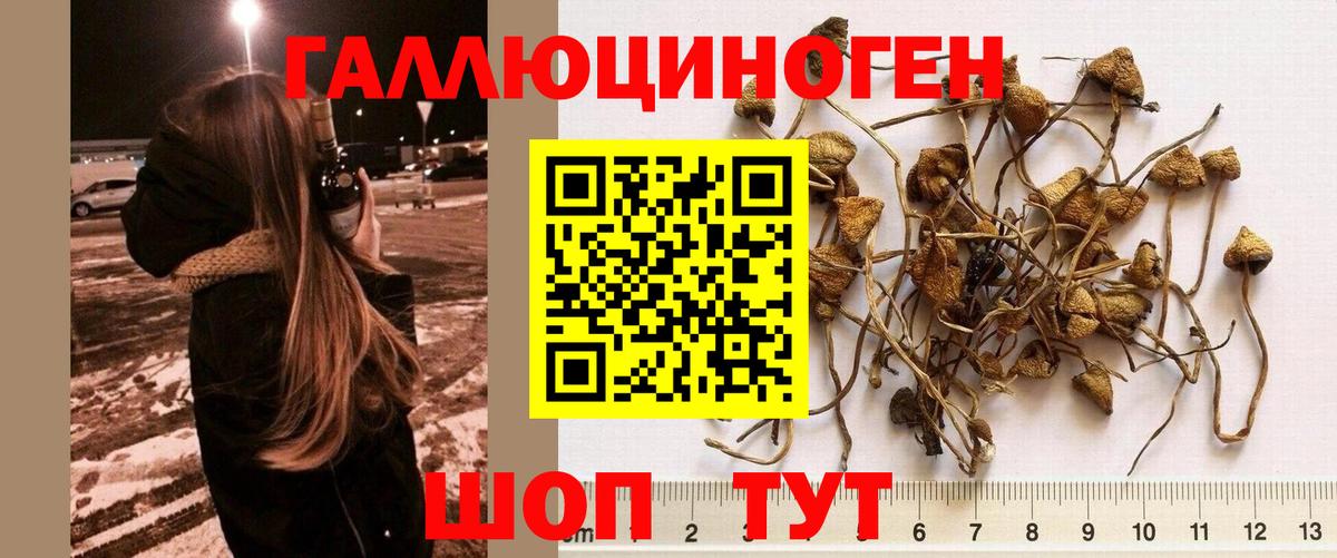 Биробиджан  Галлюциногенные грибы Cubensis  Вход с VPN 